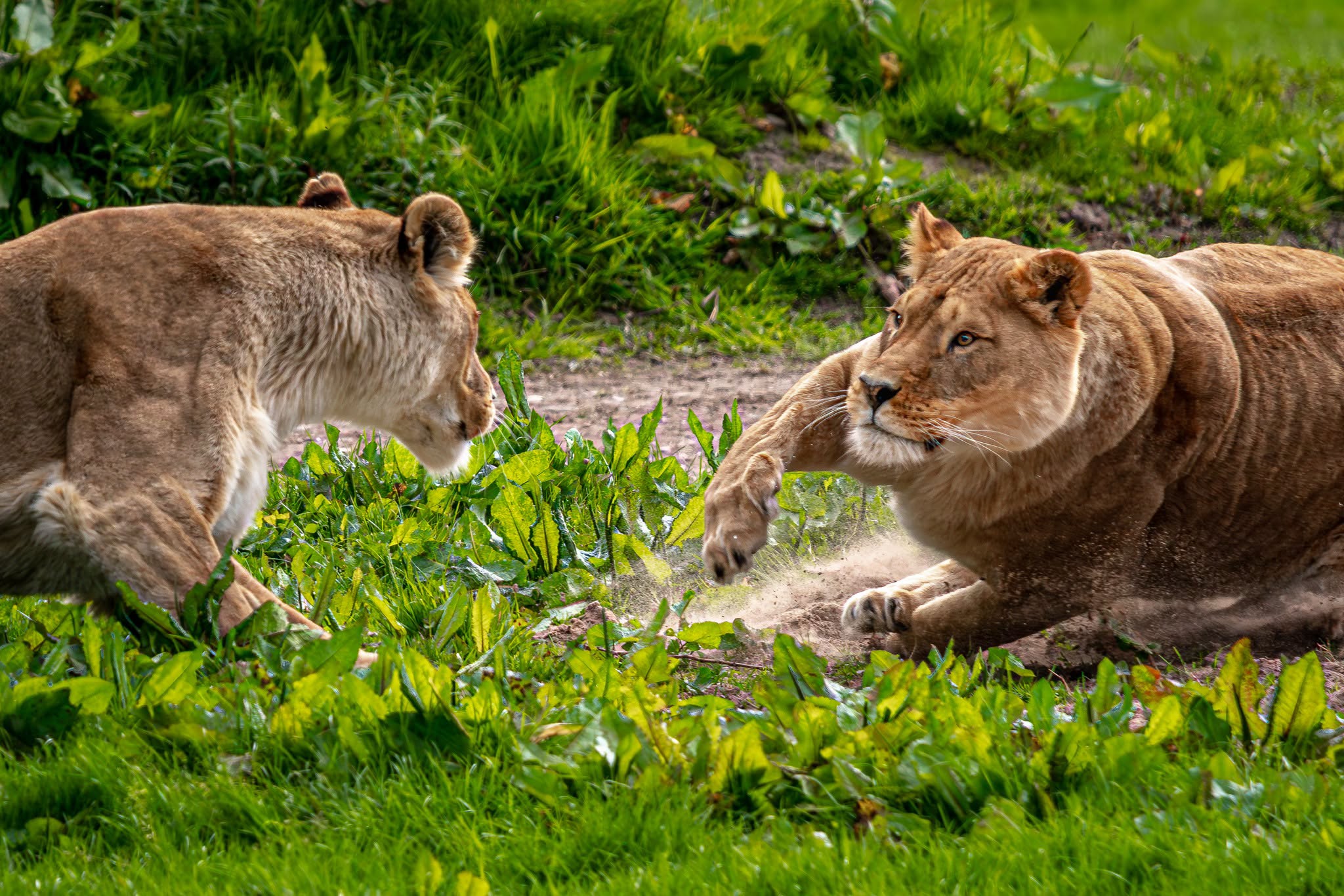 This Weekend: Safari park fun with the big cats at Blair Drummond