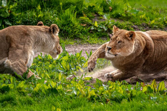 This Weekend: Safari park fun with the big cats at Blair Drummond