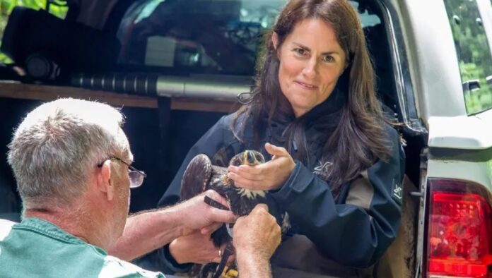 Golden eagle chick fledges from managed grouse moor in Scottish first