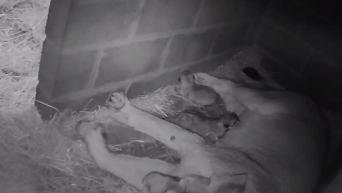 Edinburgh Zoo celebrates birth of two lion cubs after seven-year wait
