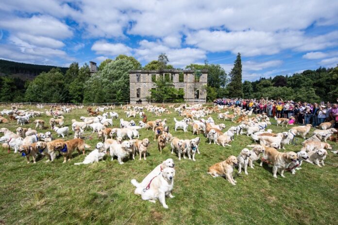 Hundreds of golden retrievers to return to their ancestral Highland home
