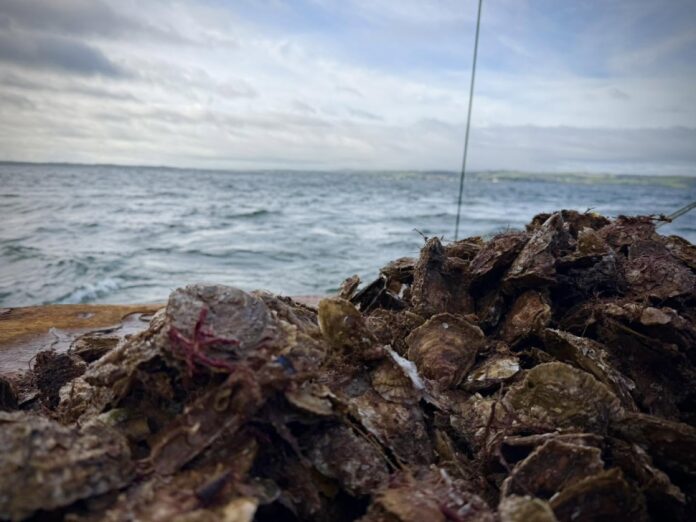Scotland’s lost oyster habitats mapped through historic place names